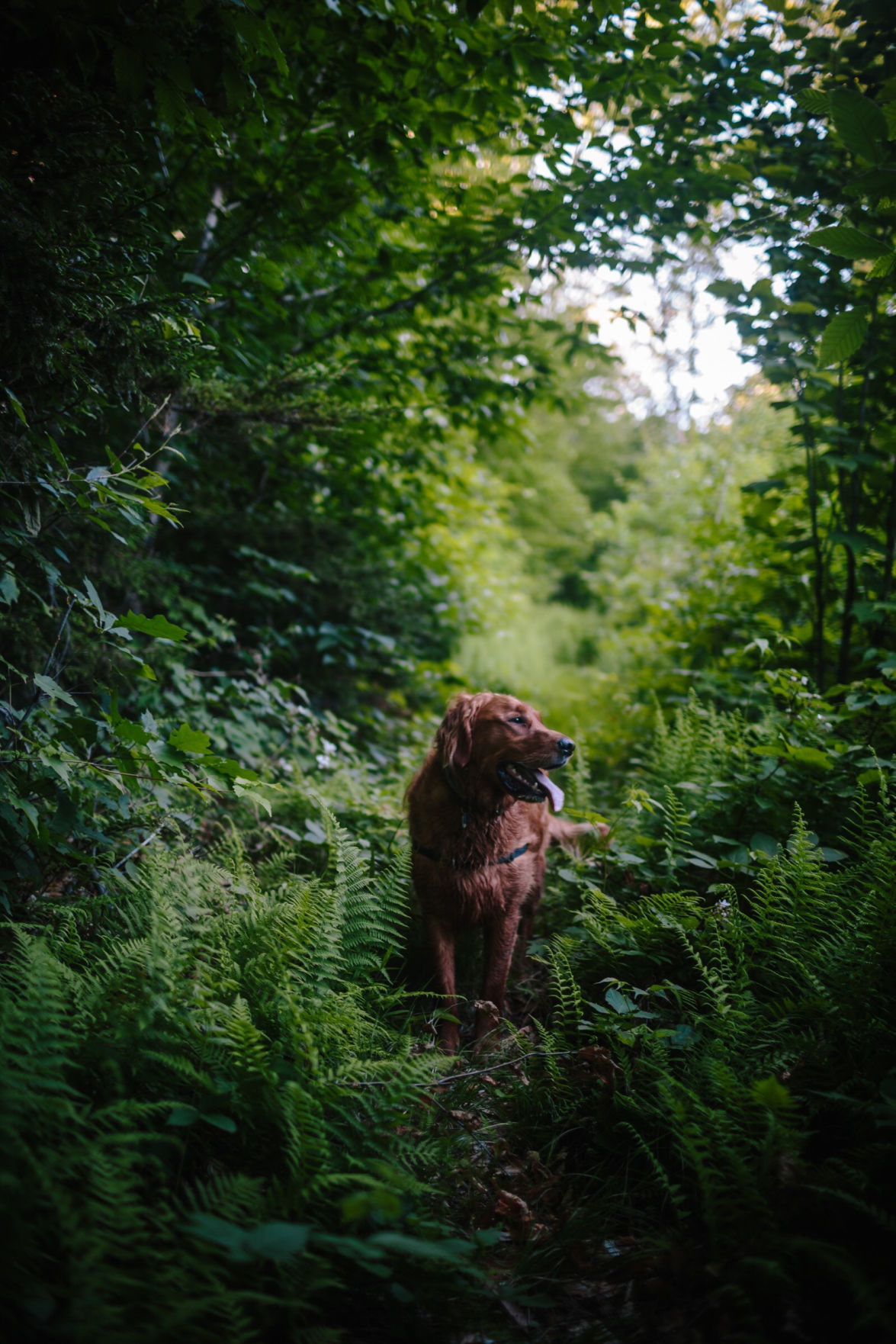 Forest Journal: Ferns matter
